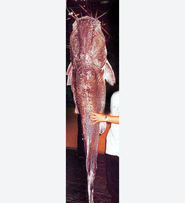 1704_J. F. Helias_Bagrid Catfish_Hemibagrus wyckioides.jpg 1704_J. F. Helias_Bagrid Catfish_Hemibagrus wyckioides.jpg